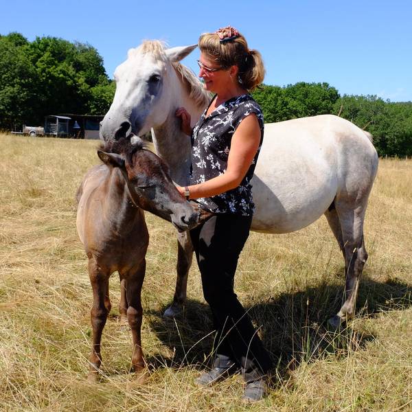 Camargue-Pferde 1
