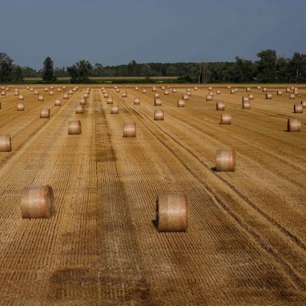 Heuballen Dürre dpa