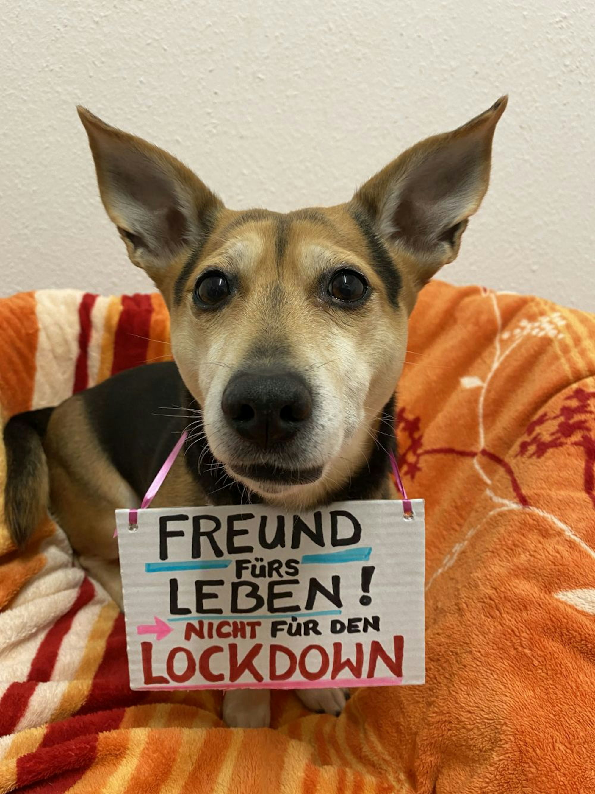 Bergheim_Tierheim_Hunde_Corona_(2)