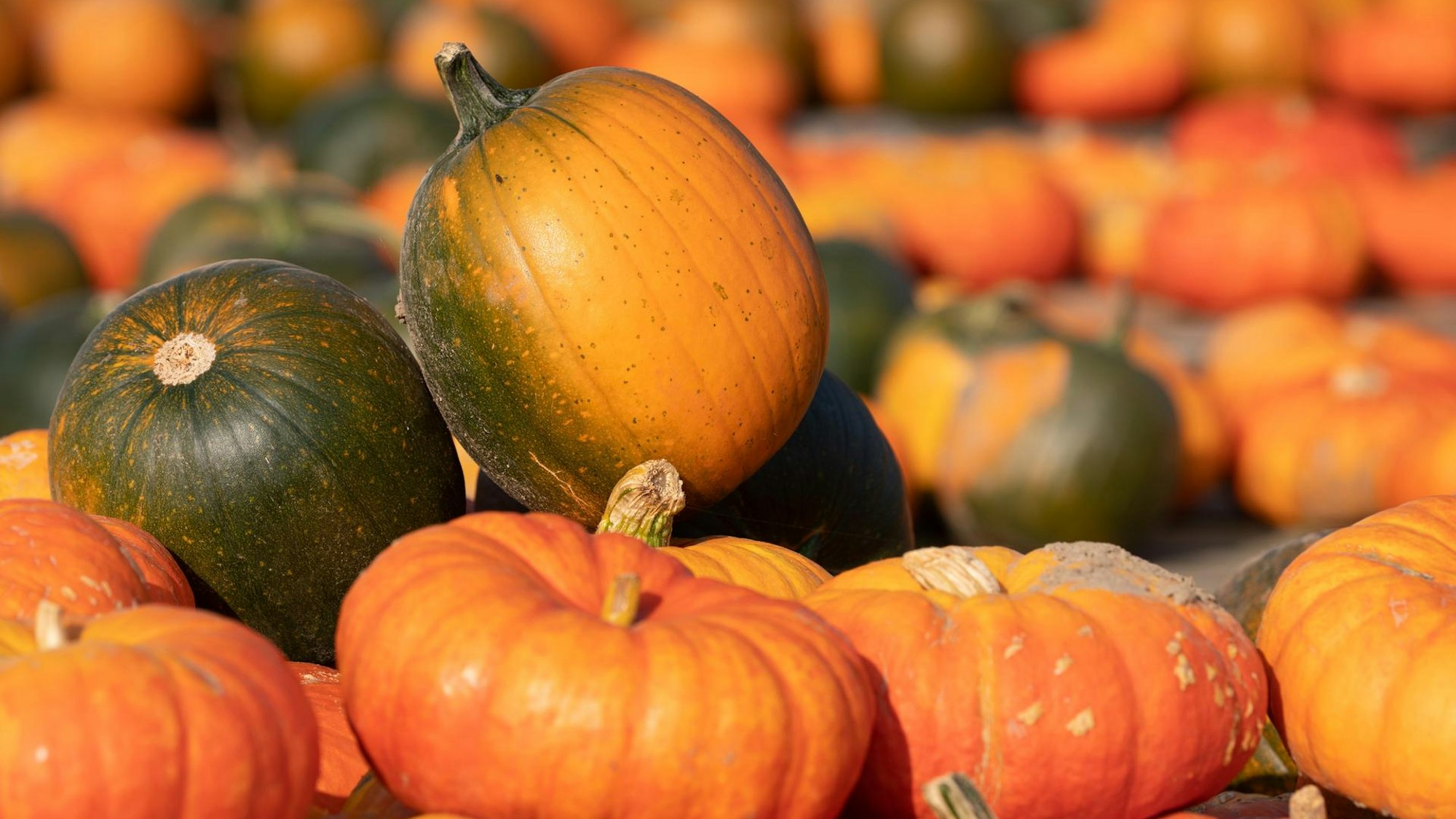 Kürbisse liegen nebeneinader
