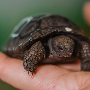 Schildkröte Symbolbild