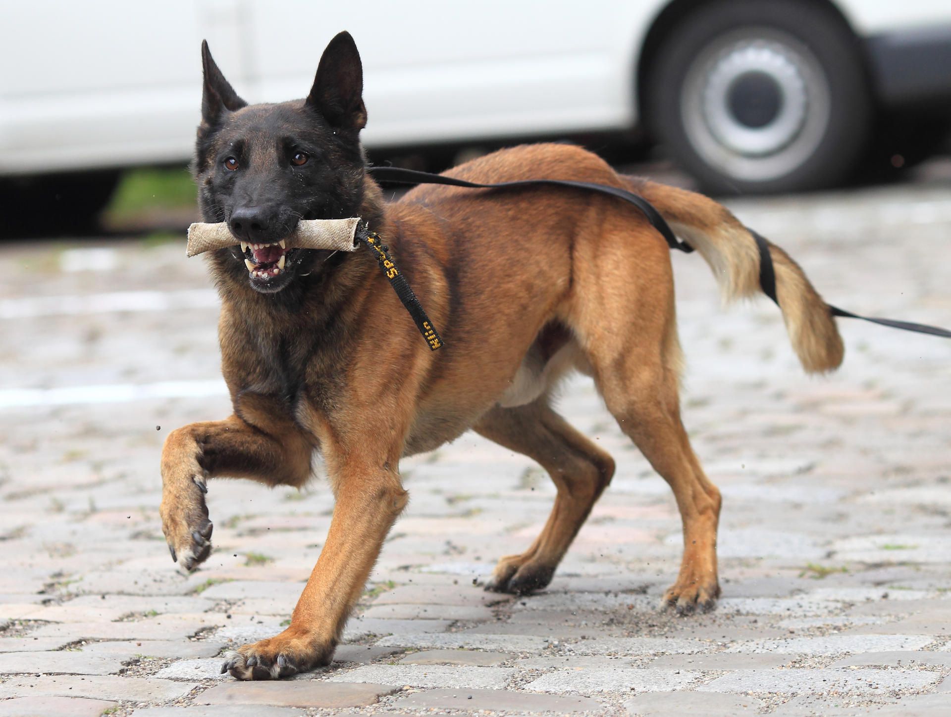 Diensthund Polizei Symbolbild