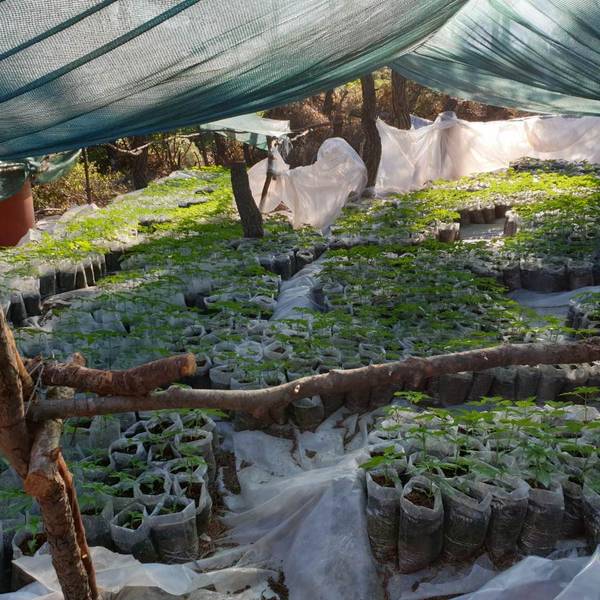 Cannbis-Plantage Athen