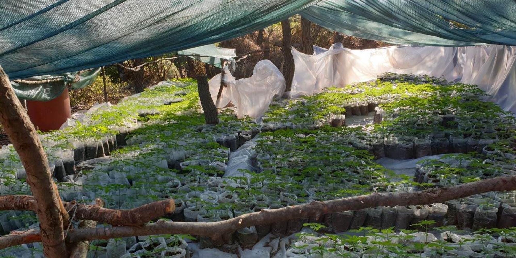 Cannbis-Plantage Athen