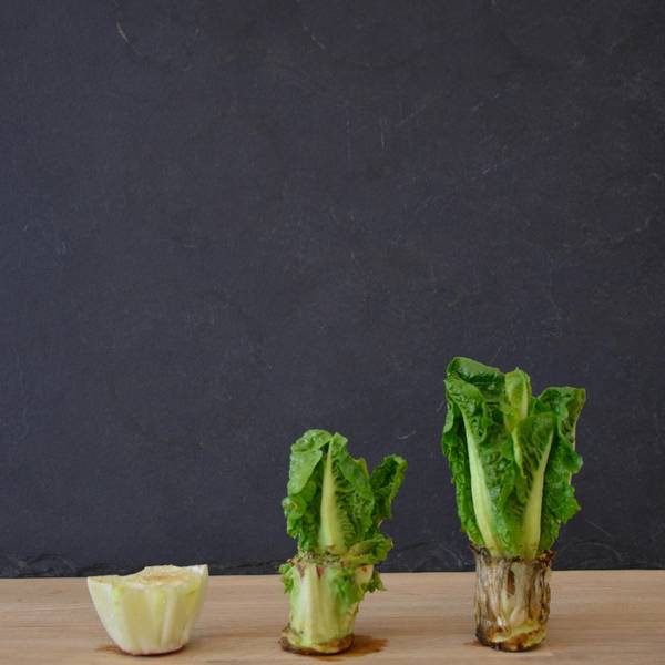 Raupach_Lill_Regrow-your-veggies_9783818605346_Plantura-GmbH_Bild-Nr011