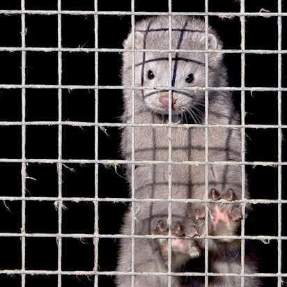 Nerz Käfig Nerzfarm