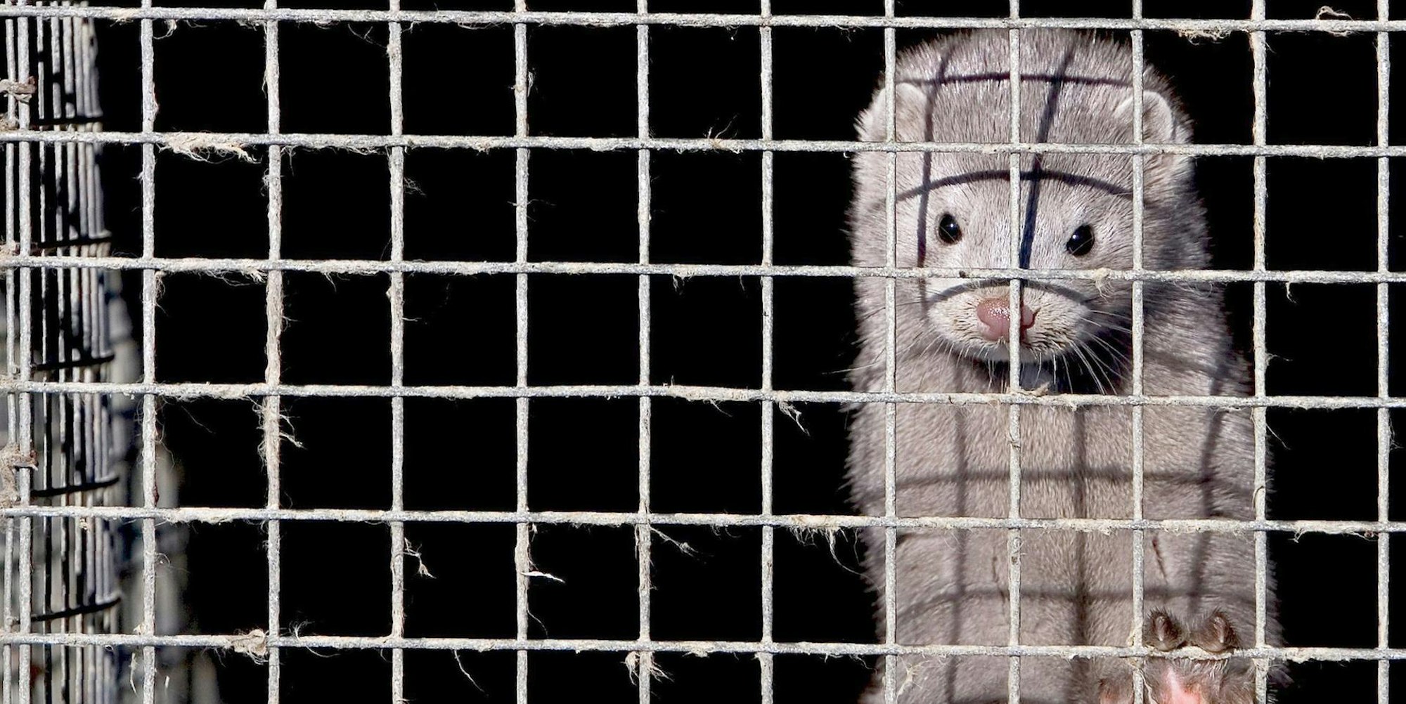 Nerz Käfig Nerzfarm