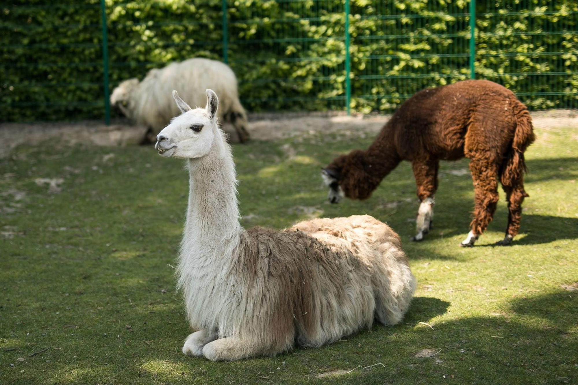 hu-lama_(4)