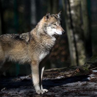 Wolf dpa