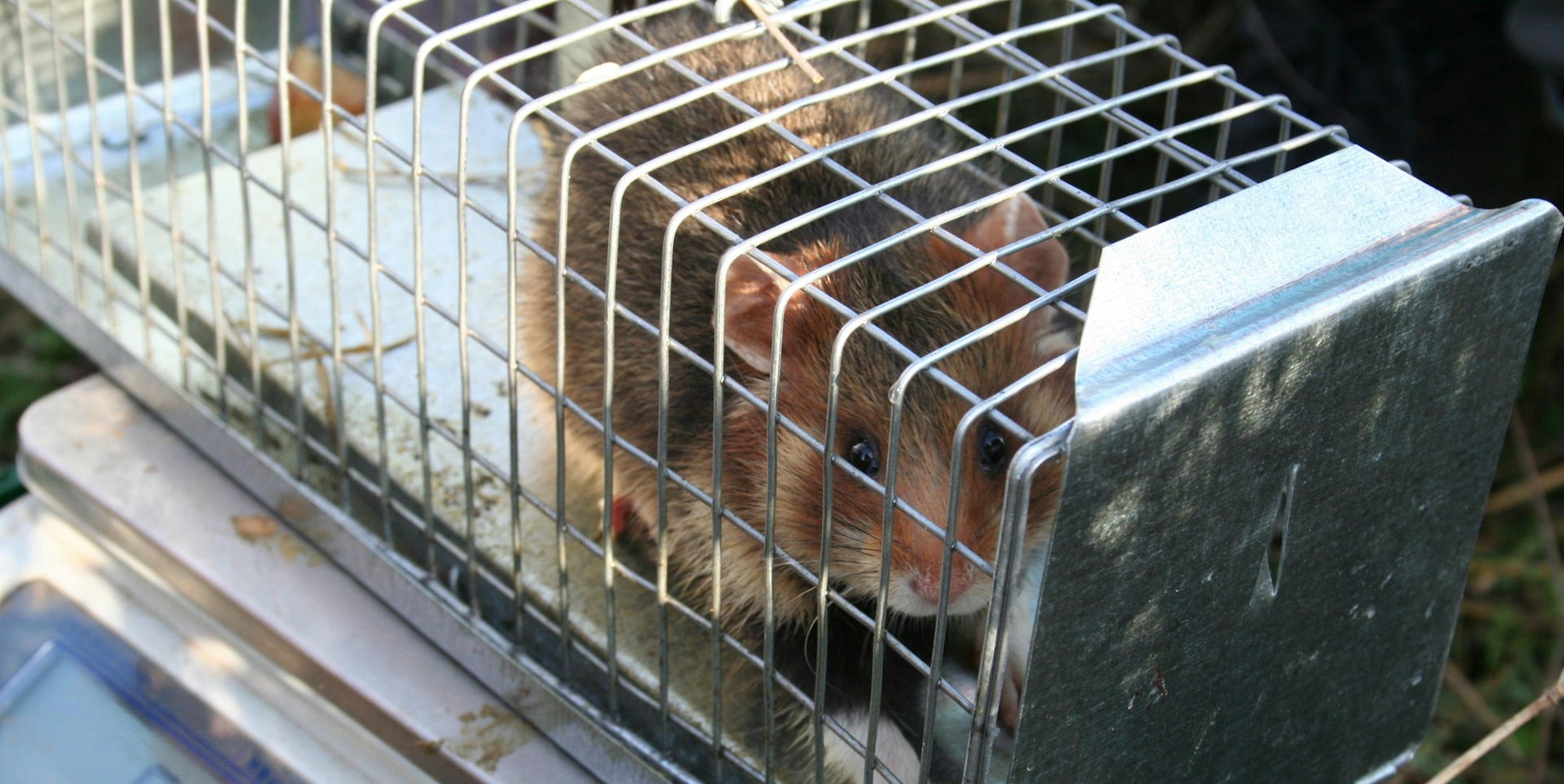 Feldhamster auf Waage