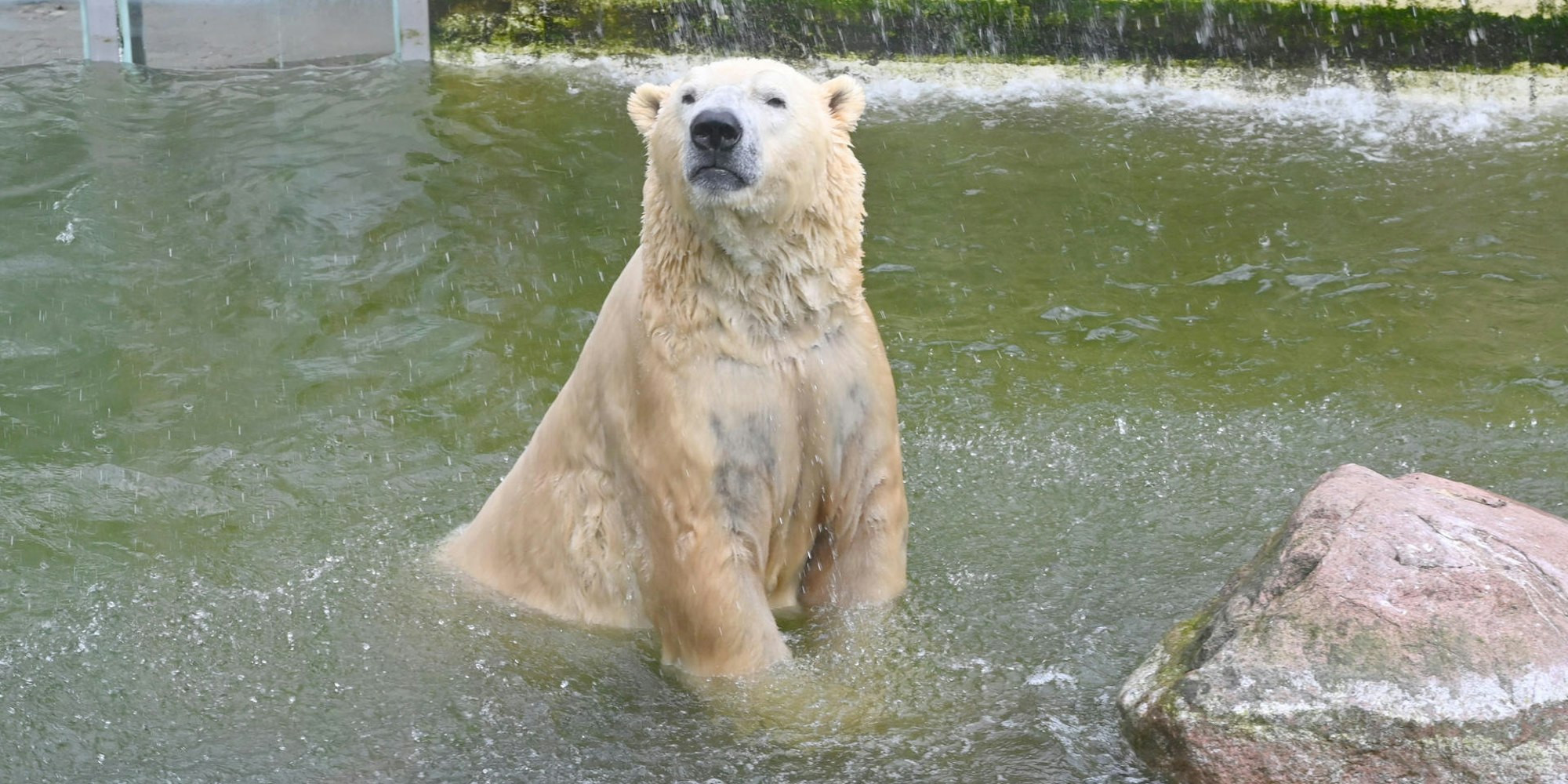 Eisbär Neumünster dpa