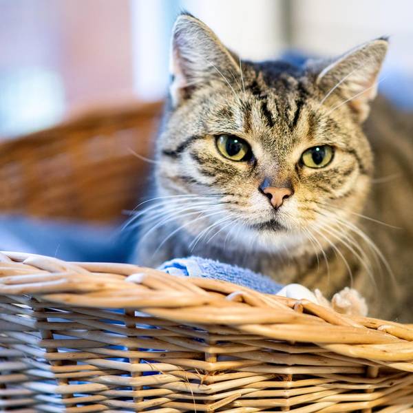 Katze im Korb