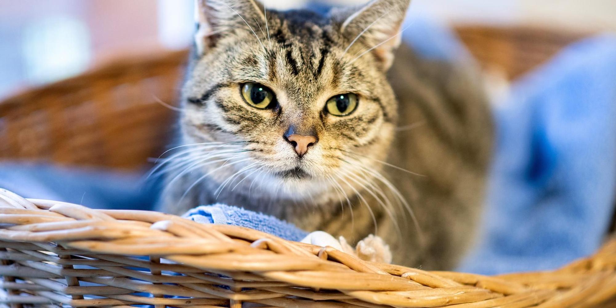 Katze im Korb