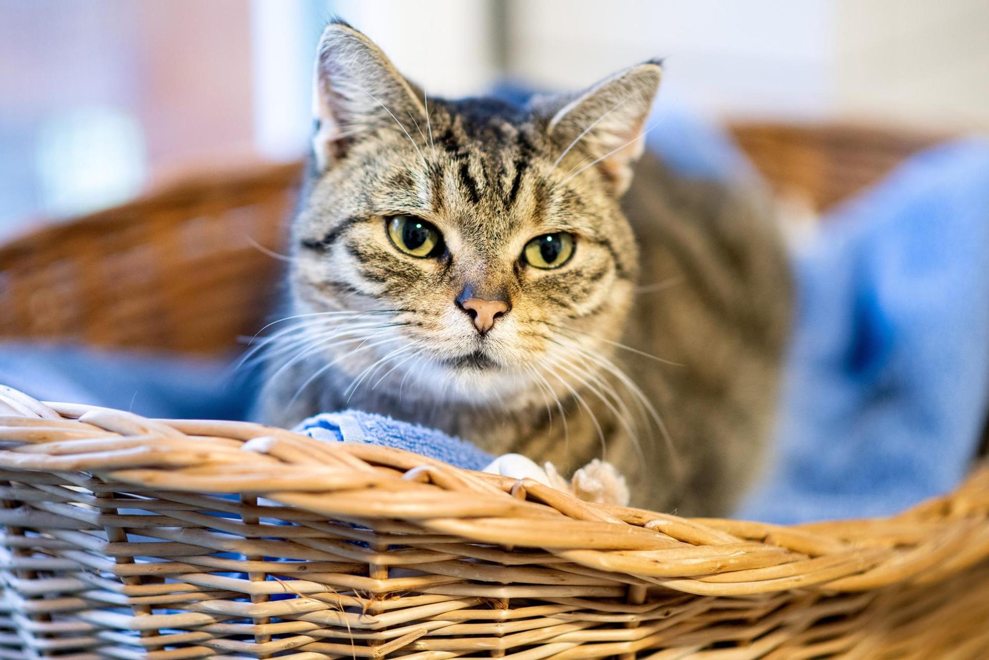 Katze im Korb