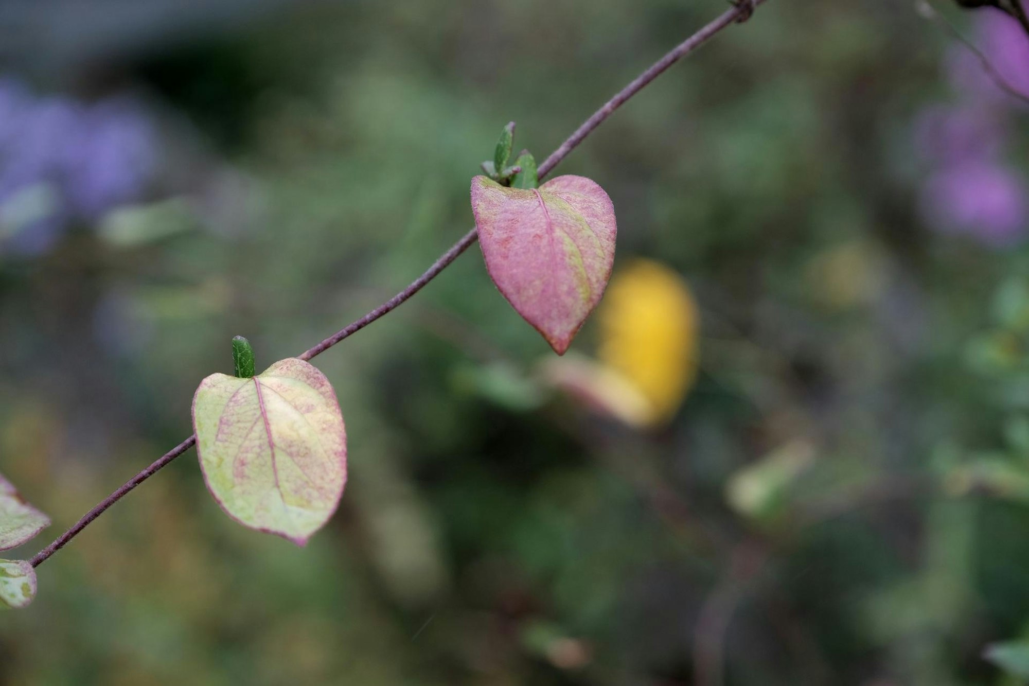 20191004max-garten11