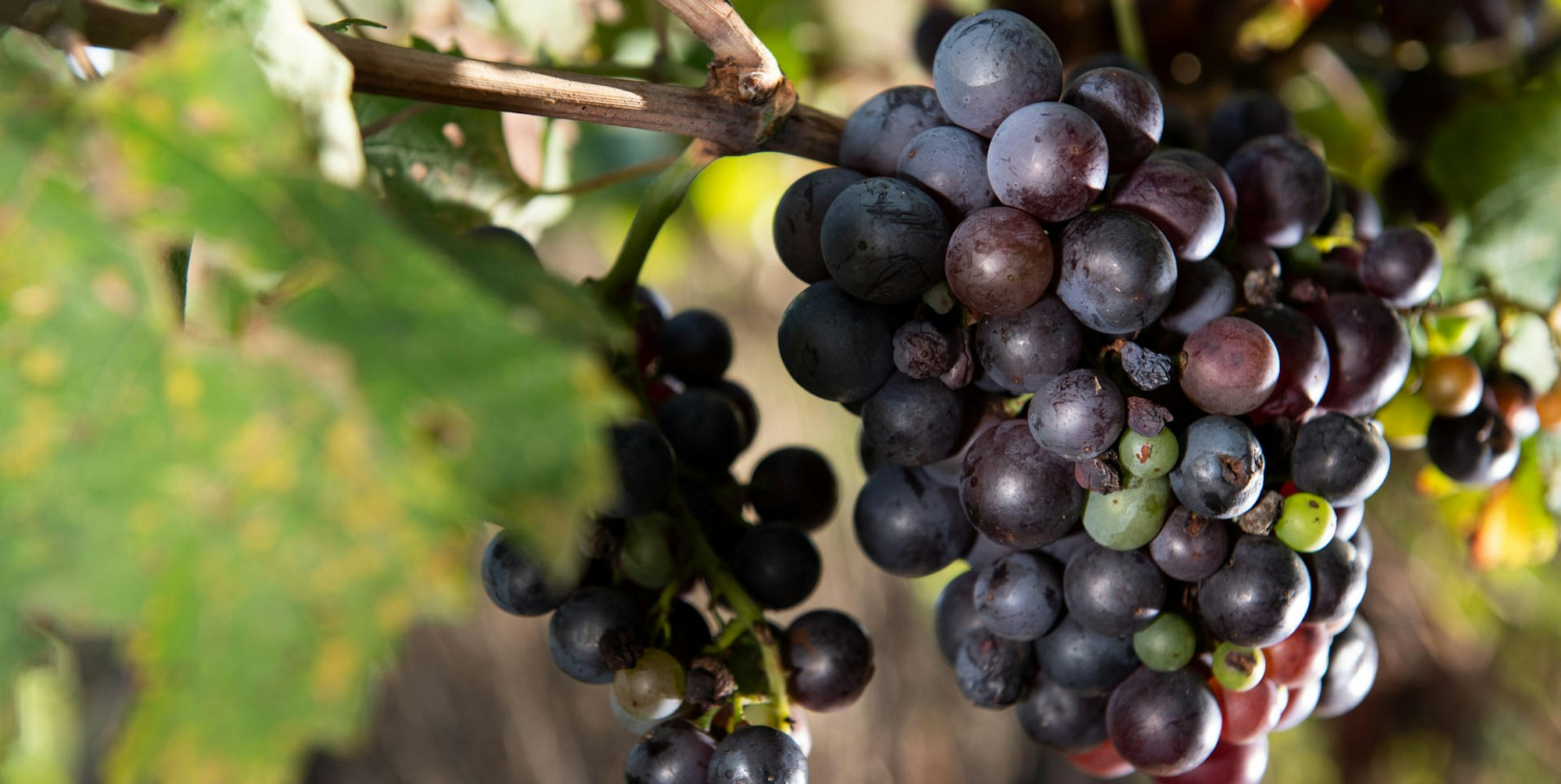 Beliebt_und_gesund_D_70691541