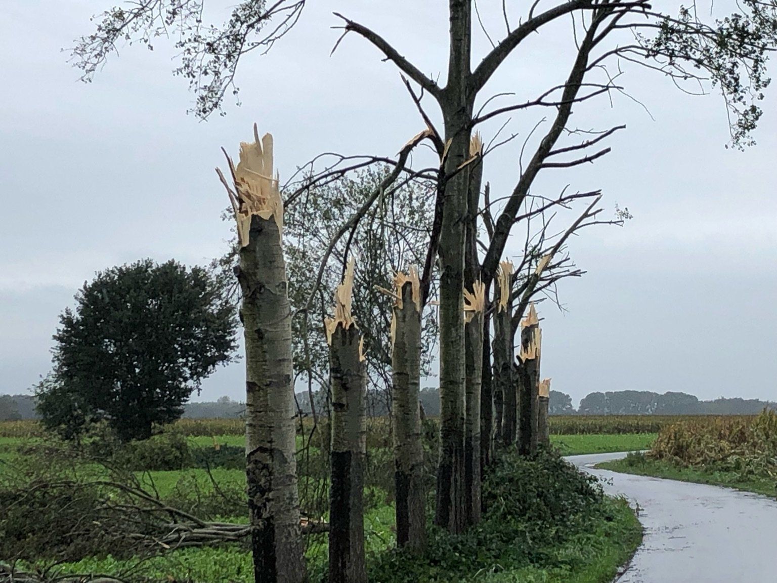 Sturm Bäume dpa neu