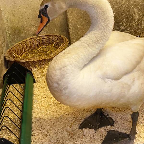 20220630-ber-schwan-tierheim (2)