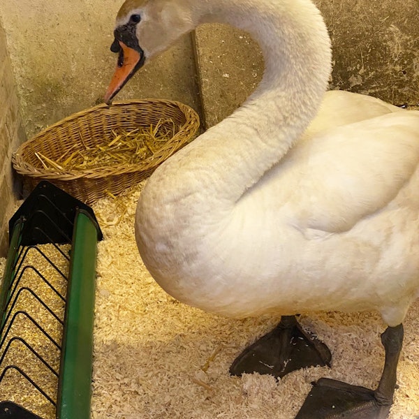 20220630-ber-schwan-tierheim (2)