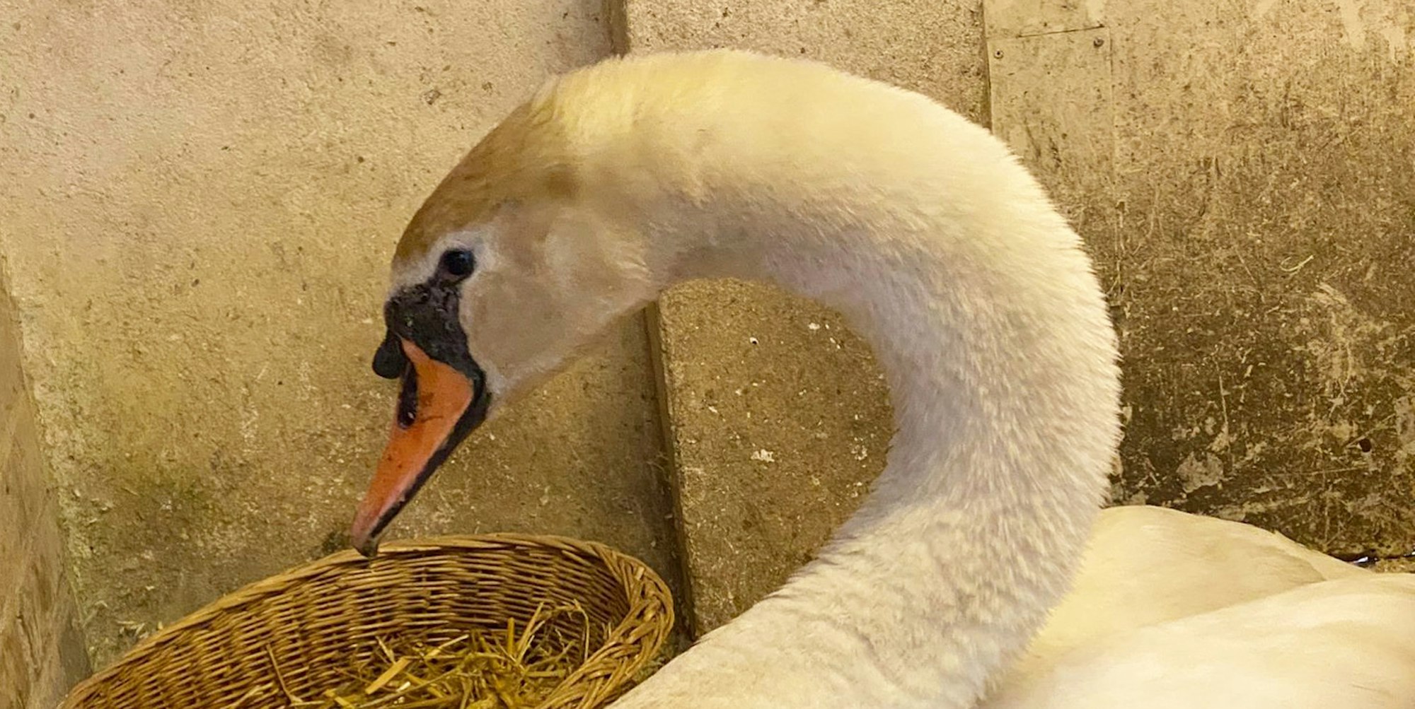 20220630-ber-schwan-tierheim (2)