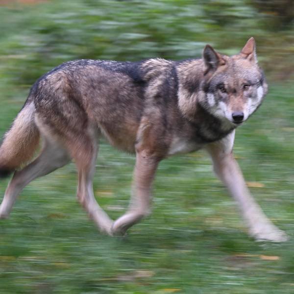 Wolf dpa neu