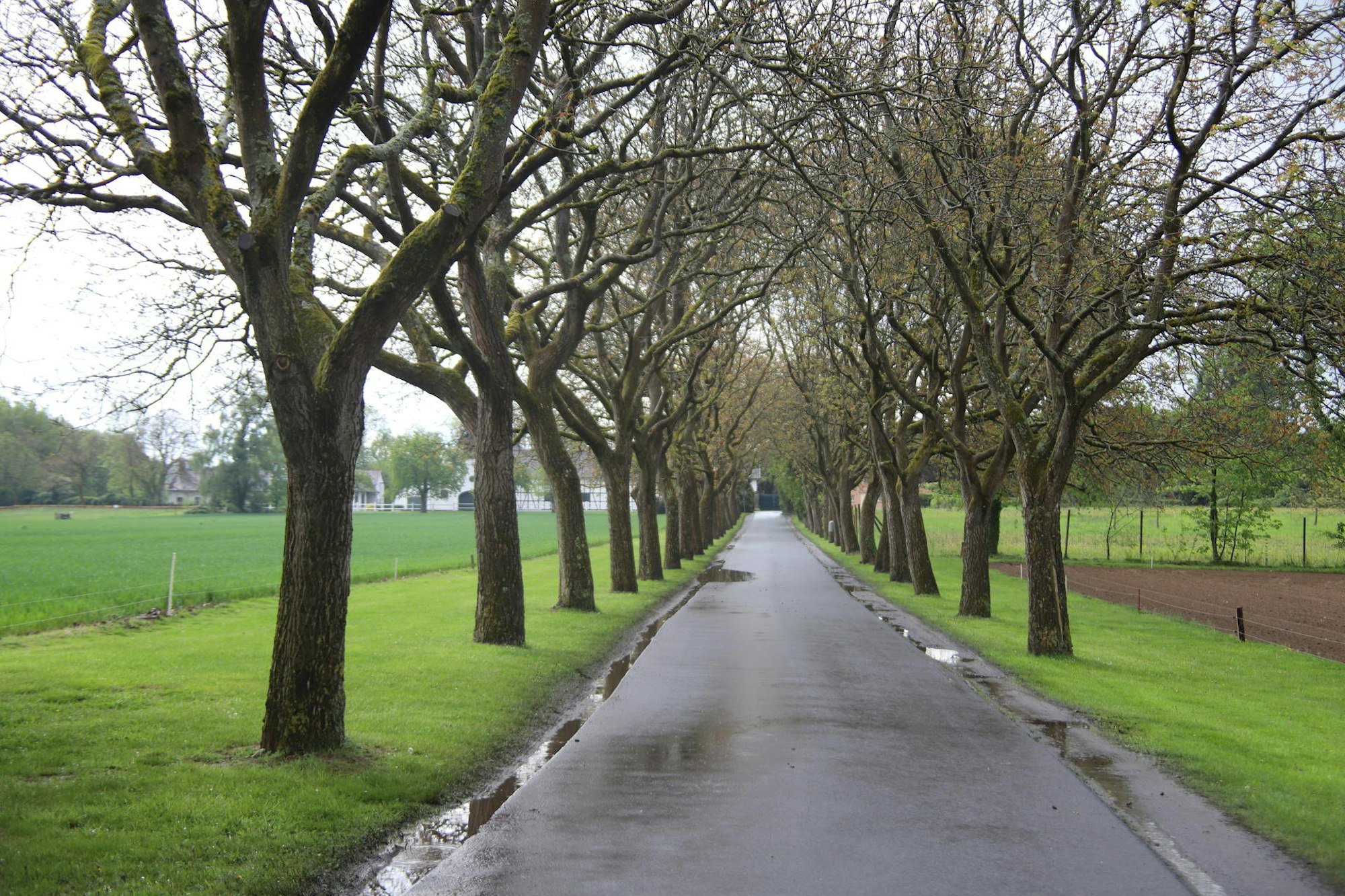 NussbaumalleeWahnbachtal_02_rvg.