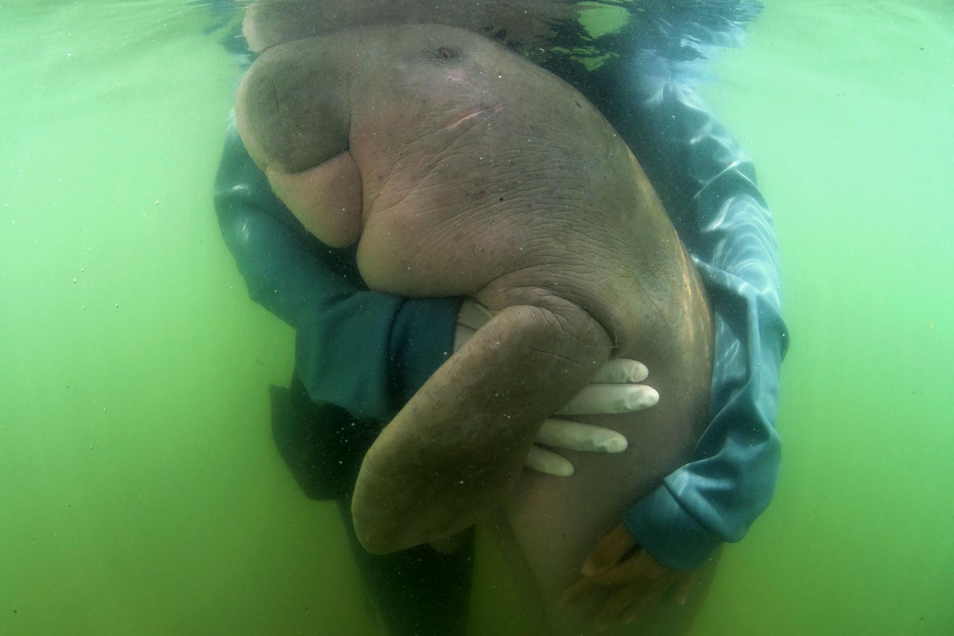 Dugong 2