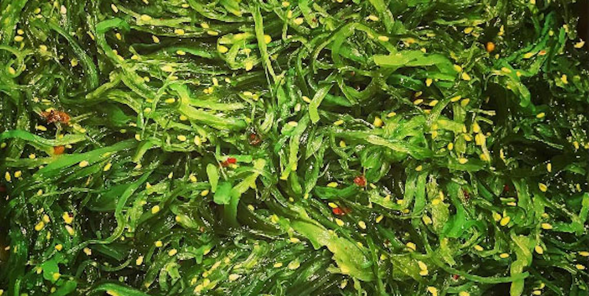 Kelp_Insta (1)