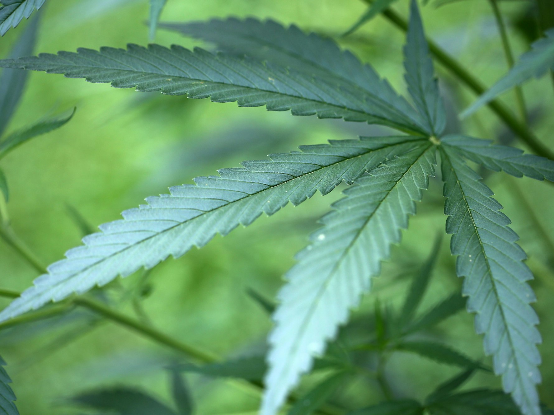 Cannabis
