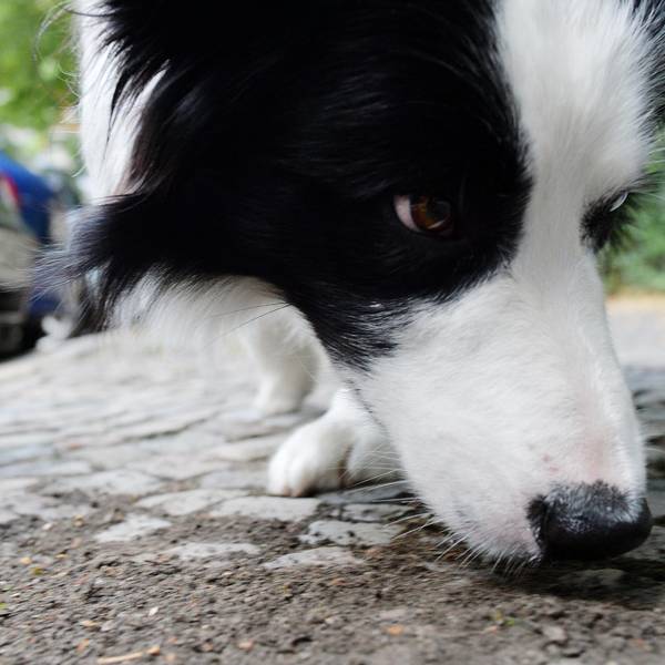 Hund_schnueffelt_Strasse