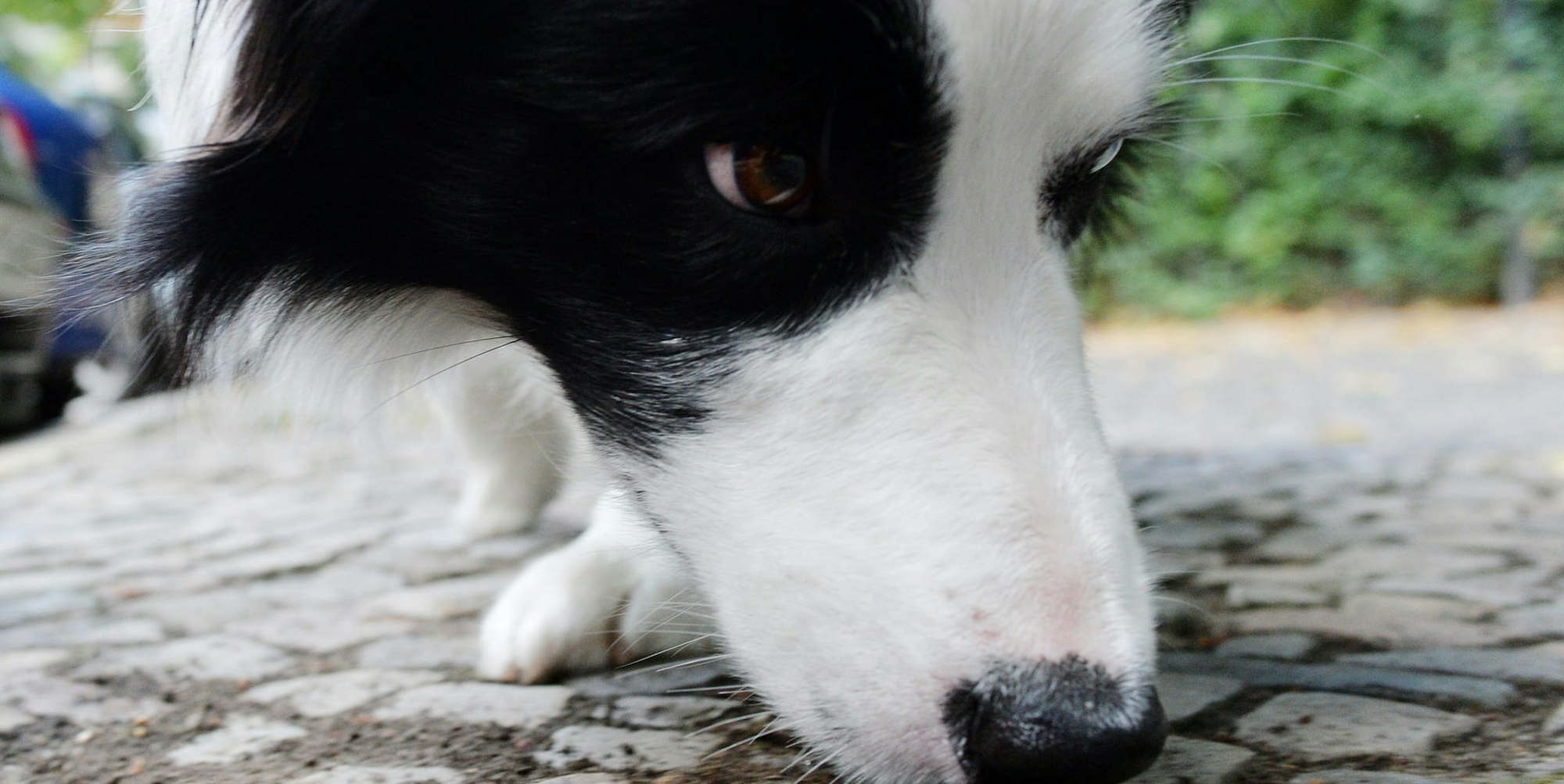 Hund_schnueffelt_Strasse