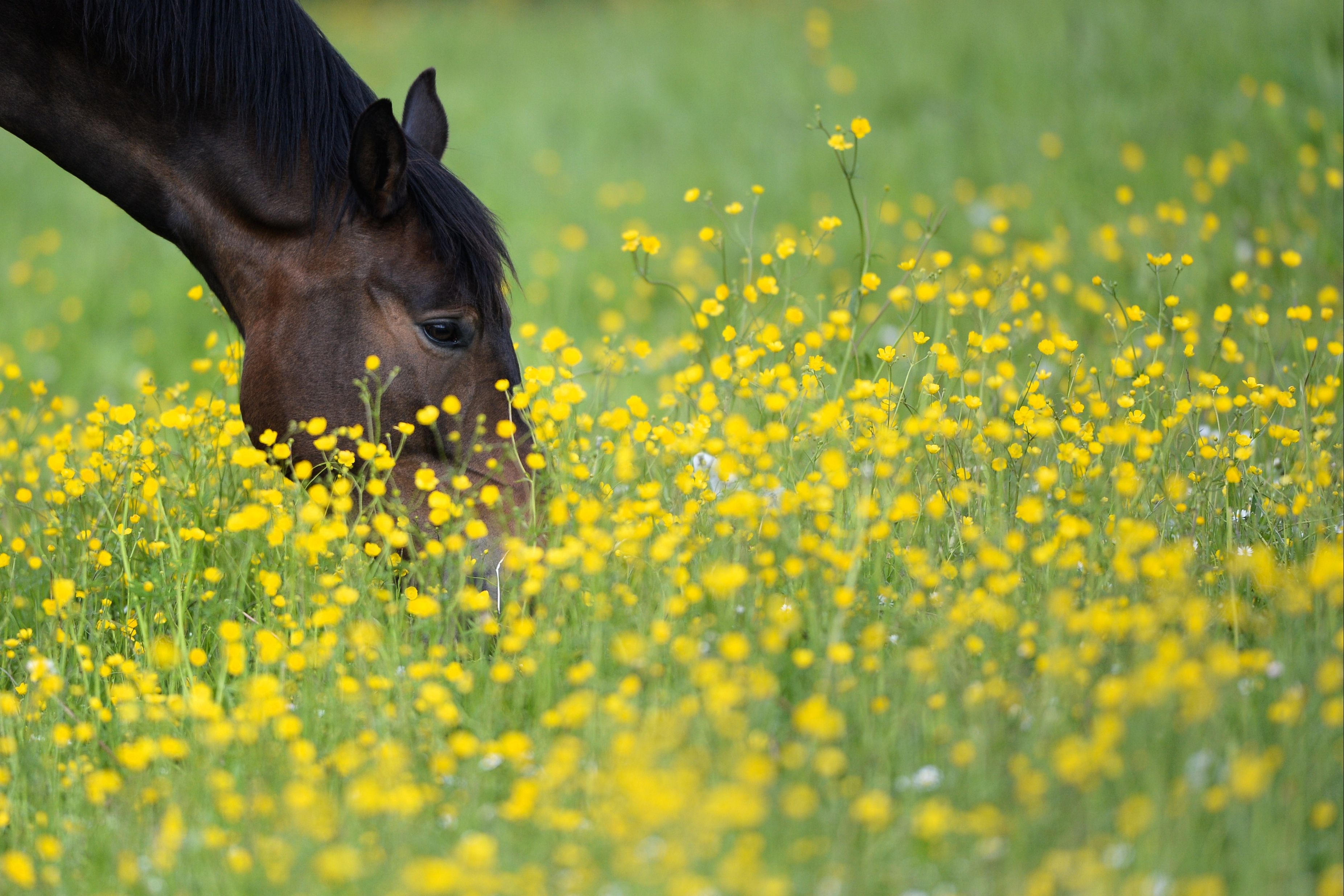 Pferd_auf_Wiese_31052016