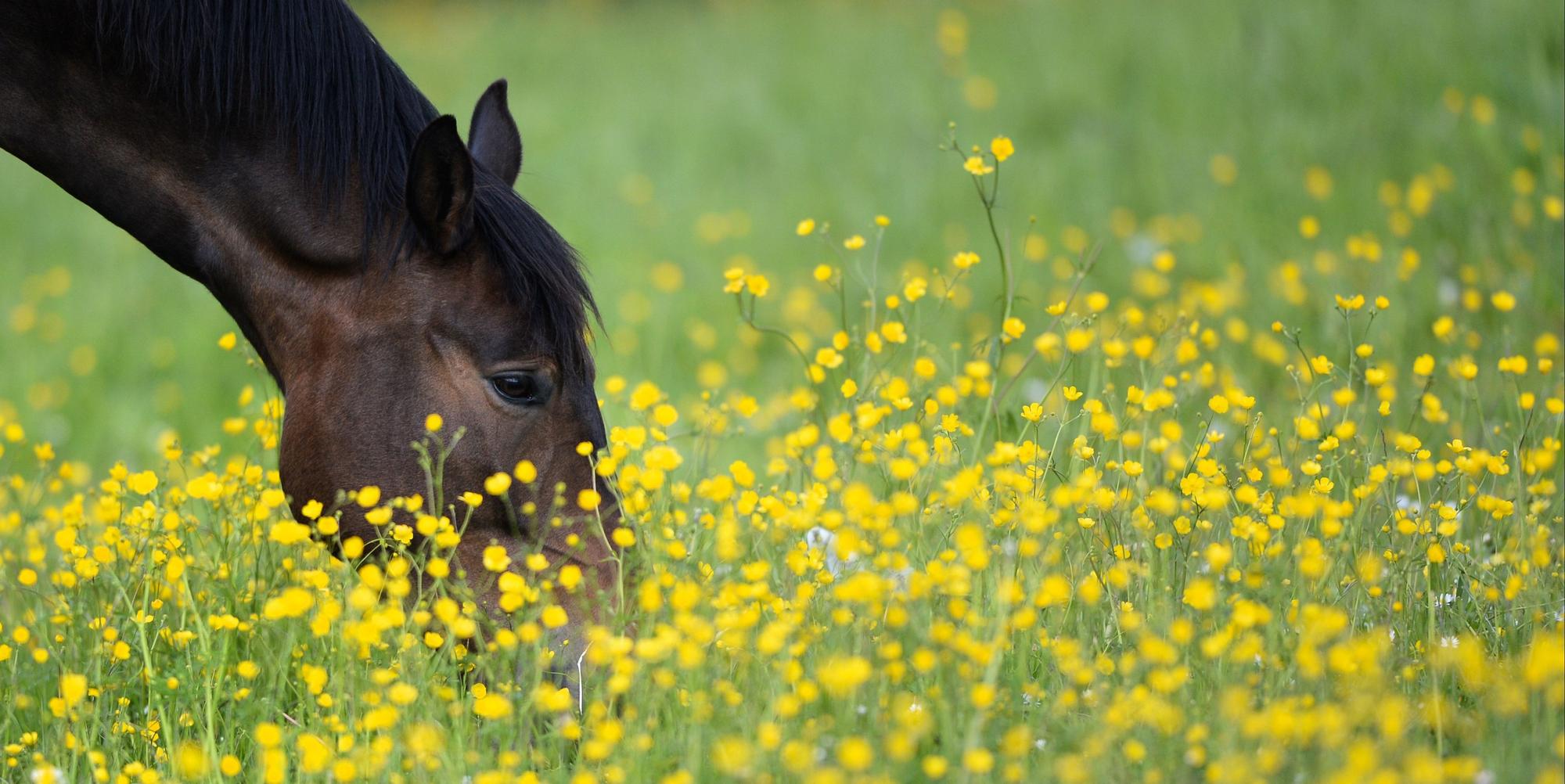 Pferd_auf_Wiese_31052016