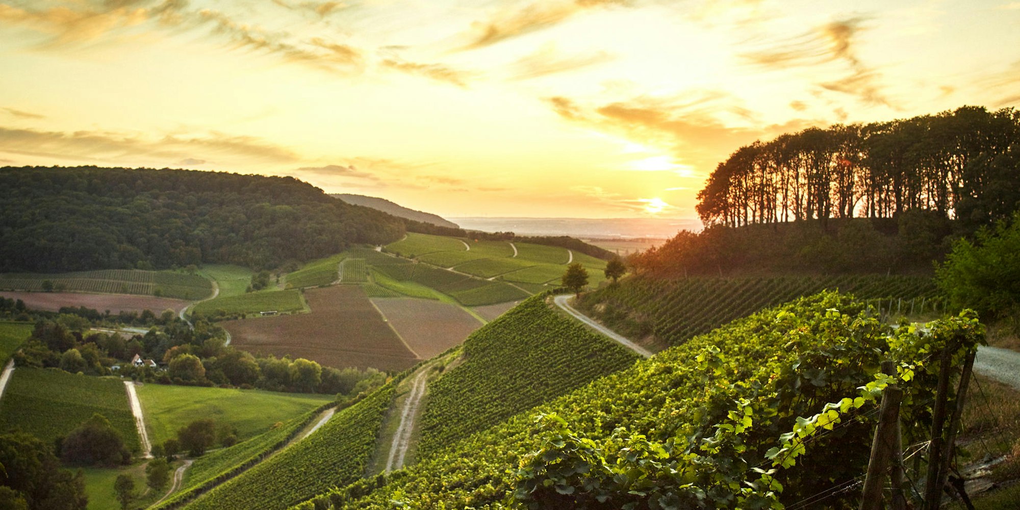 003_CASTELL__023_Franken_WeinbergHardy Mueller