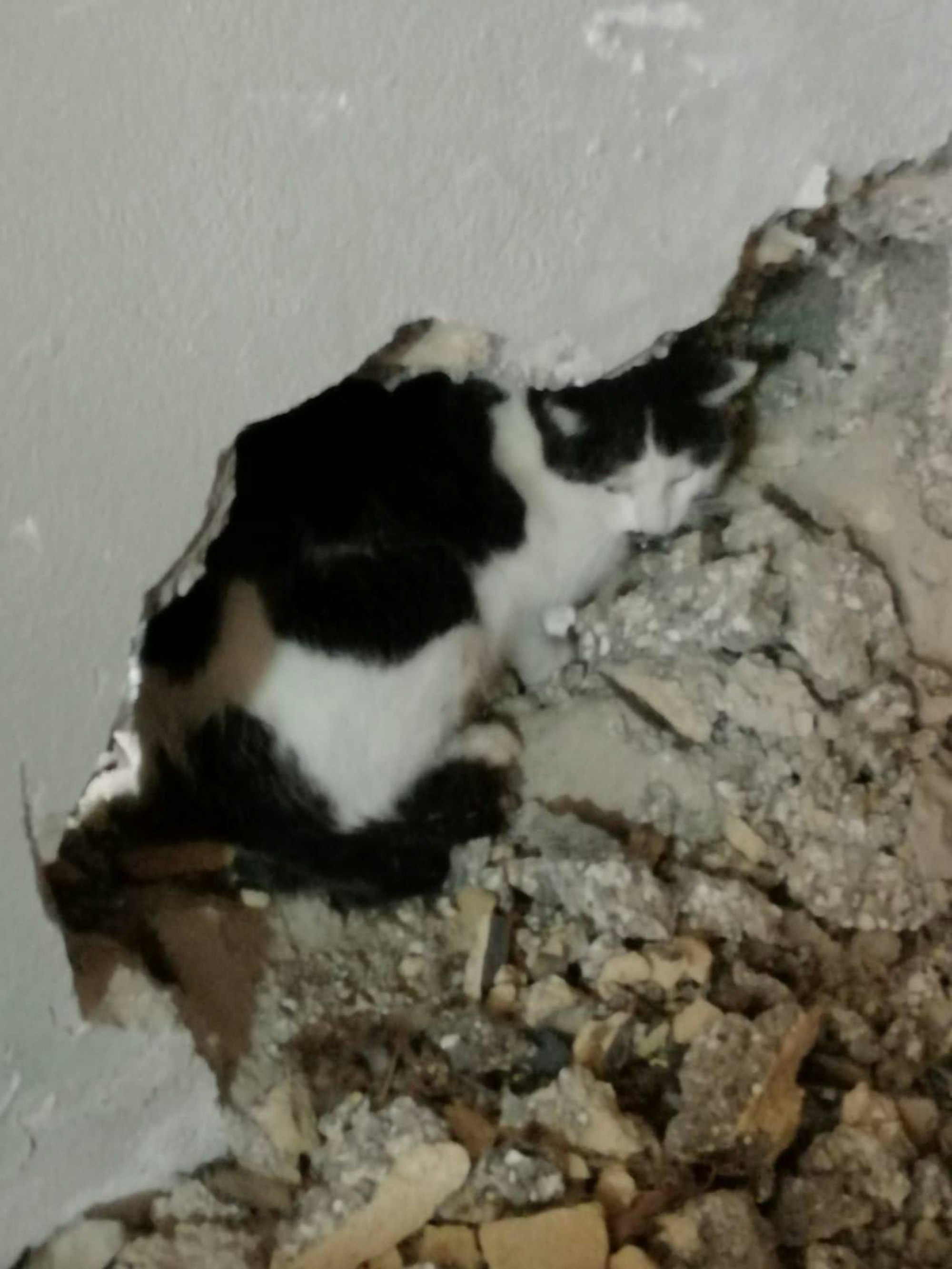 Kater Charly Rettung 2