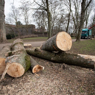 20210222_tb_Baumfaellung_FortX_003