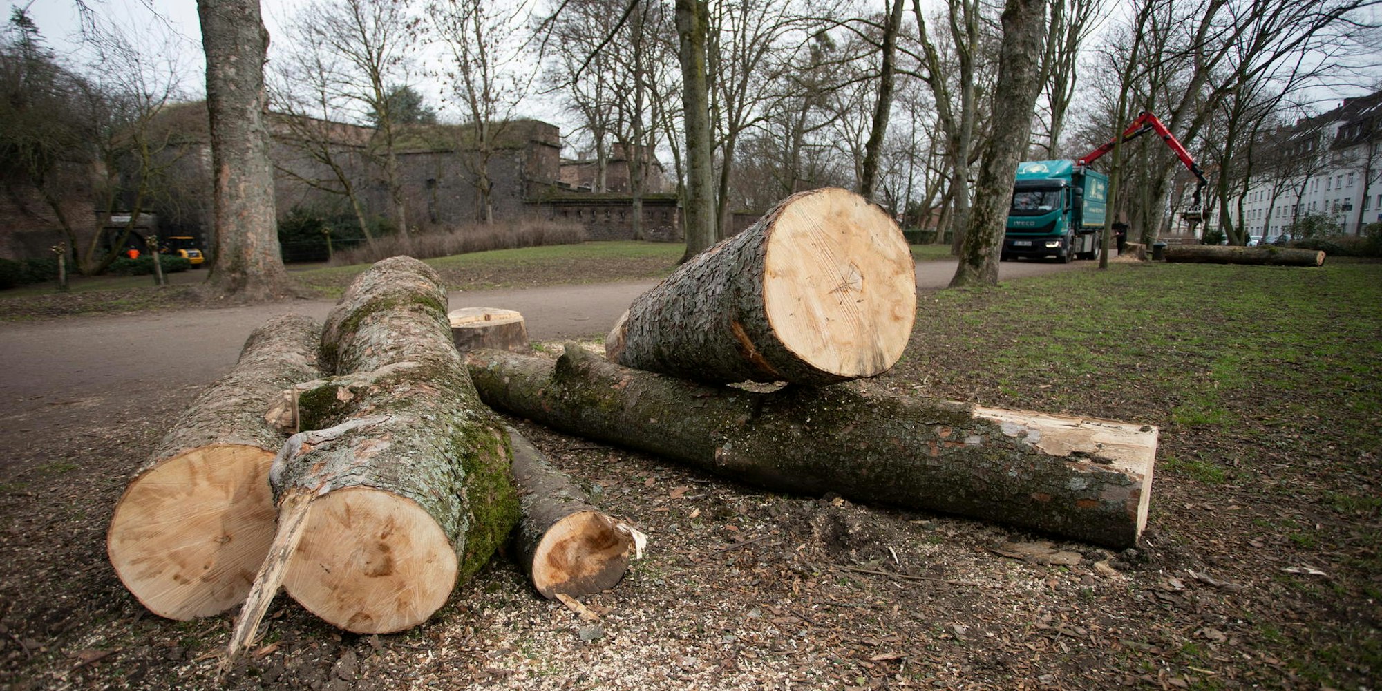 20210222_tb_Baumfaellung_FortX_003