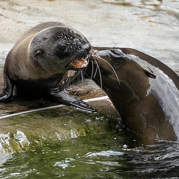 seelöwenbaby_kölnerzoo_2