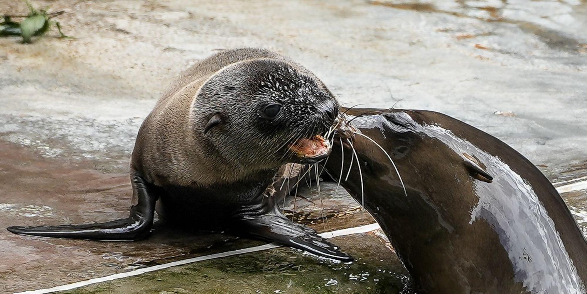 seelöwenbaby_kölnerzoo_2