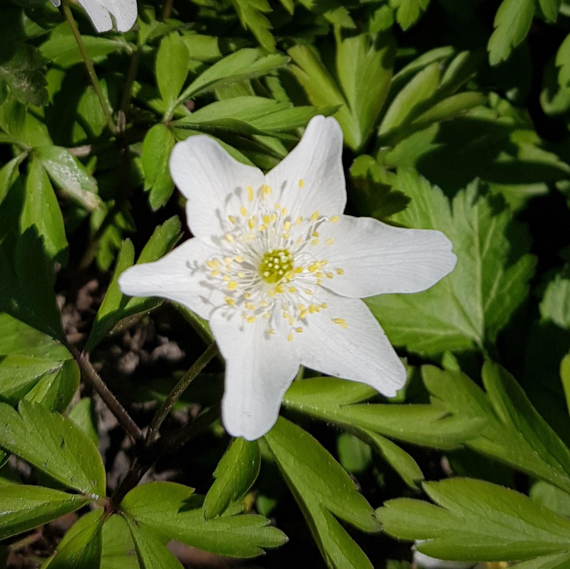 Bild 6 Buschwindroeschen - Sperl