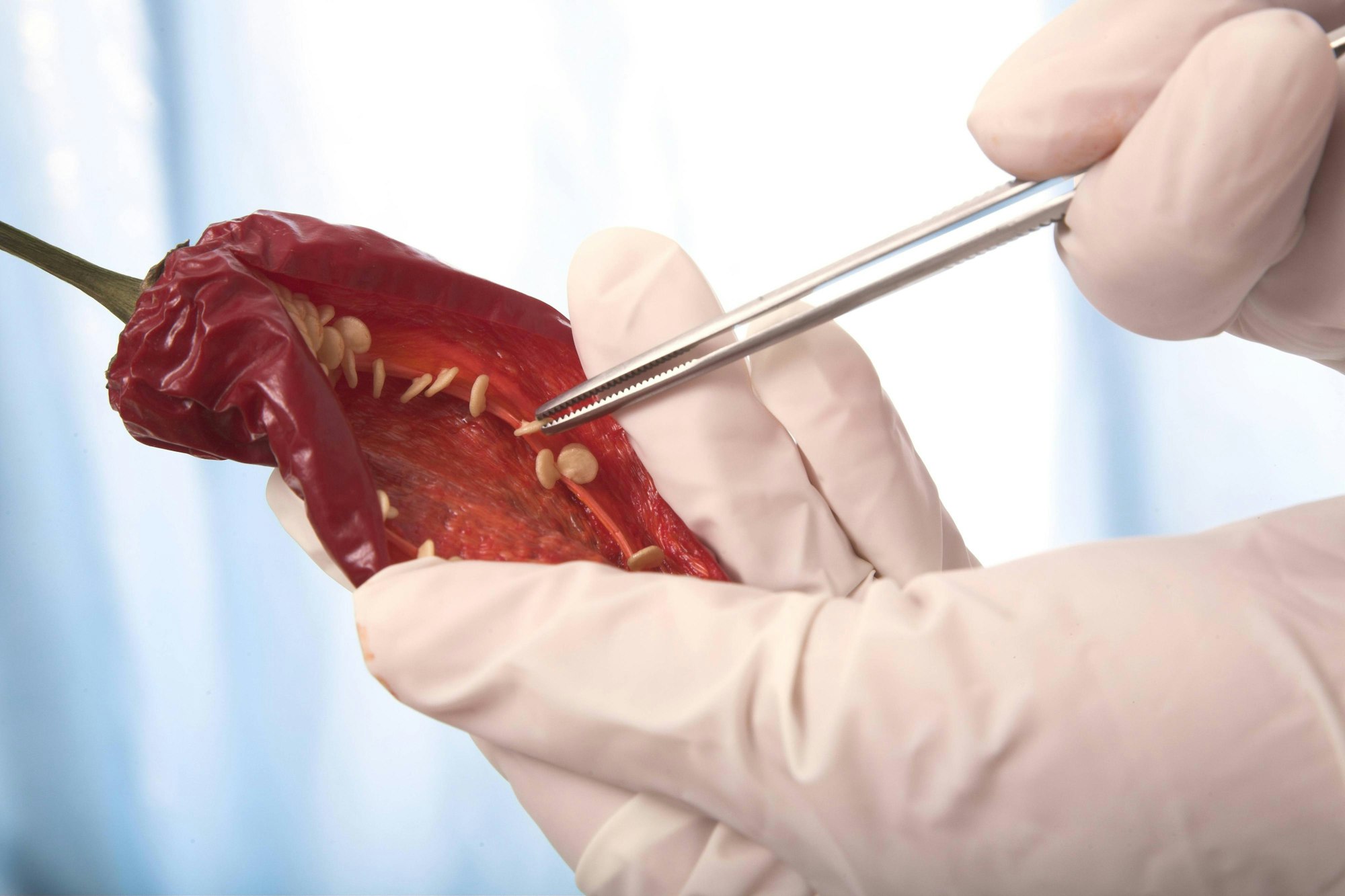 Küchentricks_Chilischote