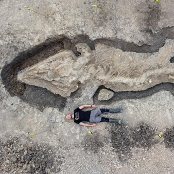 Ichthyosaurier DPA 10021