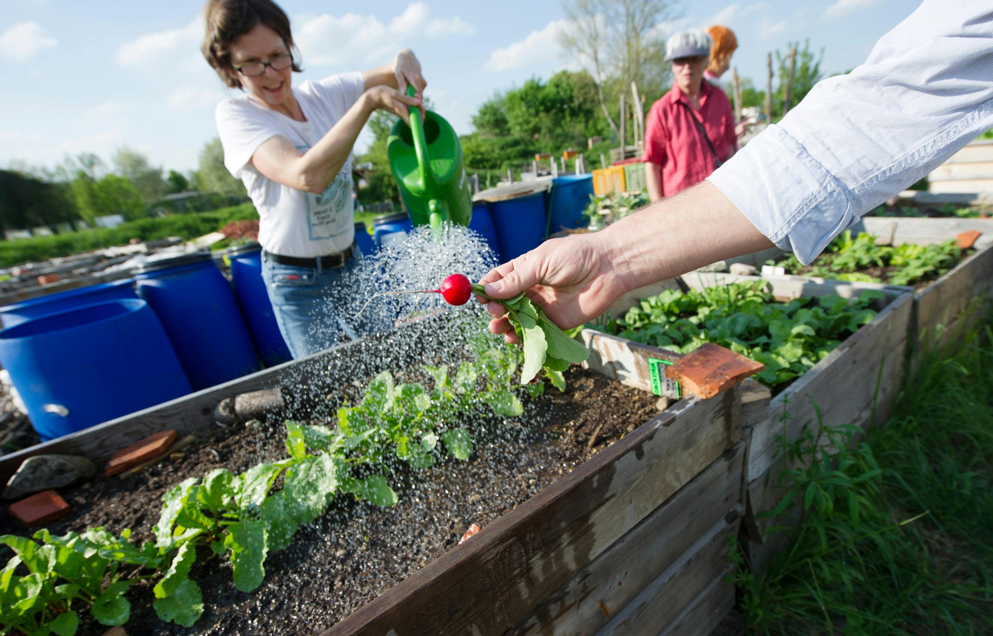 Urban_Gardening_35254638