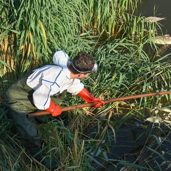 Oder Fischsterben