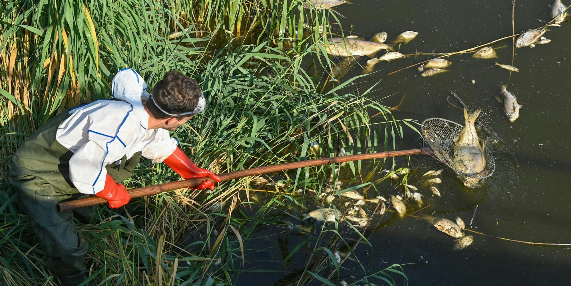 Oder Fischsterben