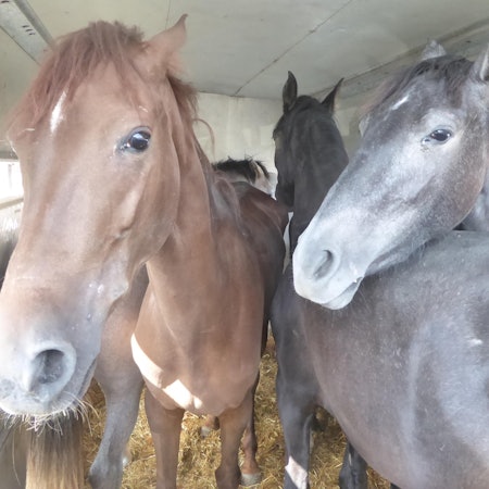tierschutzwidriger_Pferdetransport2