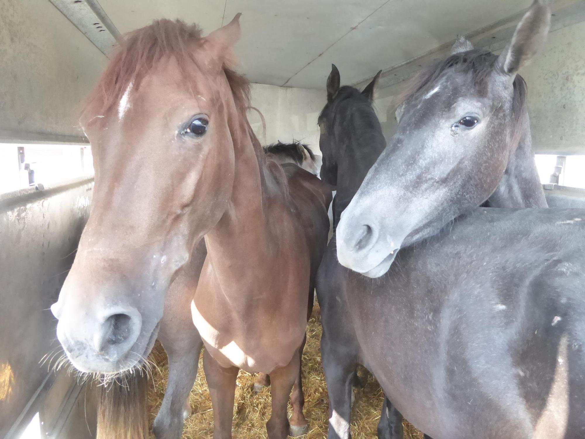 tierschutzwidriger_Pferdetransport2