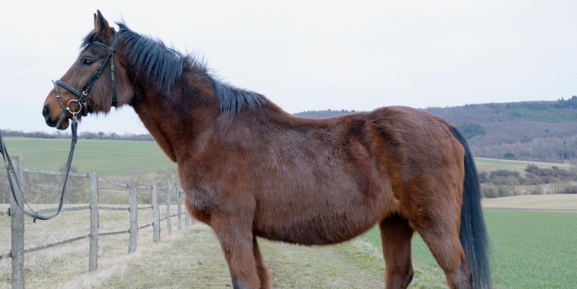 Pferd
