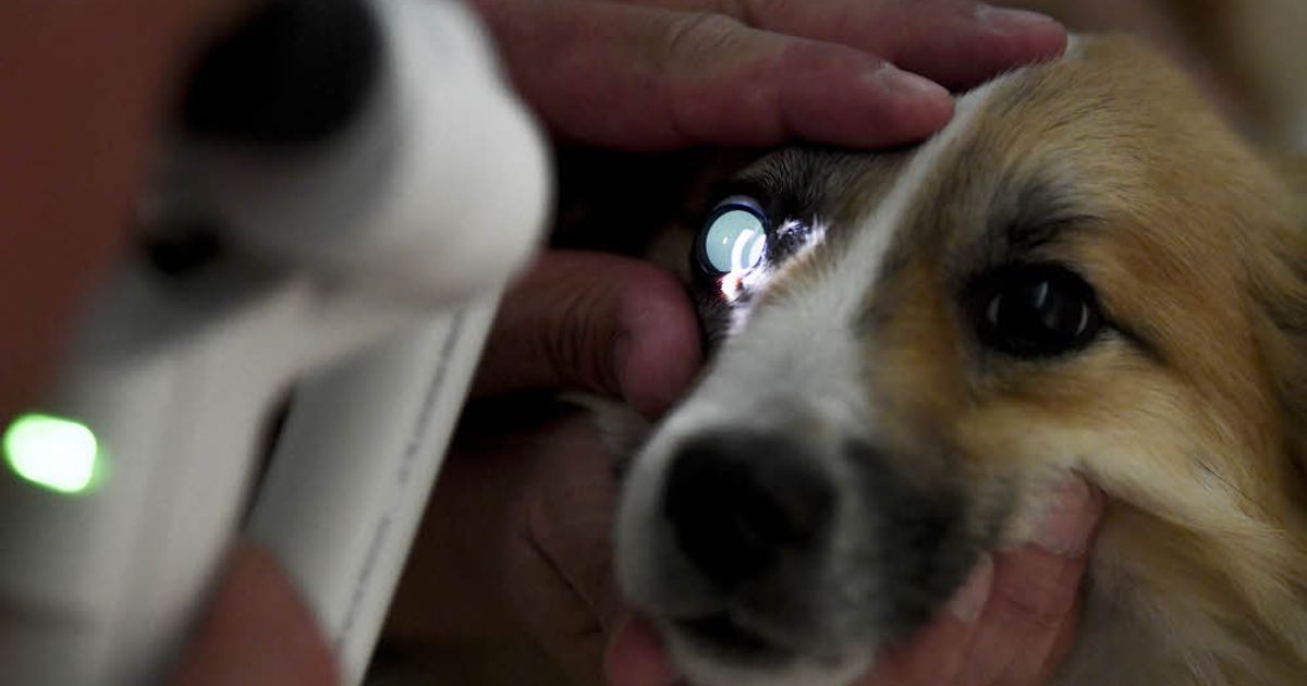 Grauer Star bei Tieren: Was tun, wenn der Hund blind wird? - Rundschau