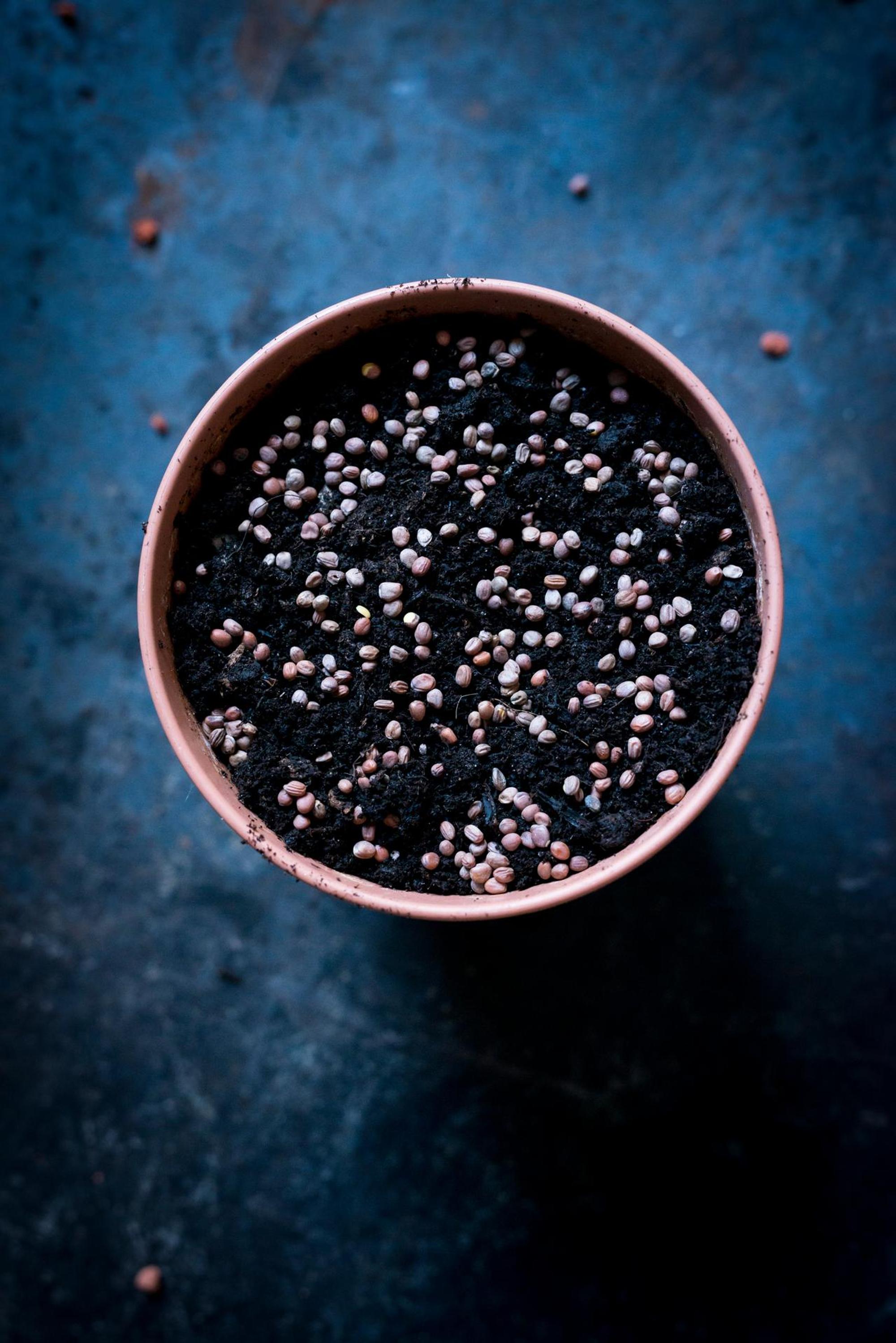 Ruether_micro-greens-kultivieren_ELA6769